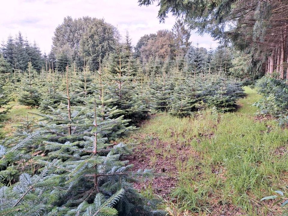 Brennholz bearbeiten, Weihnachtsbaumkulturen und Gärten pflegen. in Bad Bederkesa