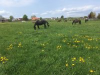 Boxen Pferdeboxen mit großen Wiesen Niedersachsen - Rühen Vorschau