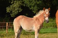 Haflinger Jährlings Stute Niedersachsen - Großefehn Vorschau