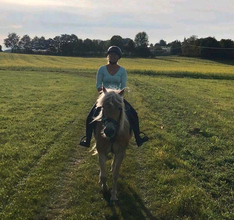 Traumpferd Edelbluthaflinger, Wallach, zum Reiten und Fahren in Trostberg