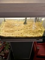 50 l Aquarium komplett mit Filter und Unterschrank Buchholz-Kleefeld - Hannover Groß Buchholz Vorschau