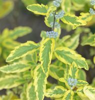 Bartblume Summer Sorbet 40-60cm - Caryopteris clandonensis Niedersachsen - Bad Zwischenahn Vorschau