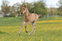Quarter Horse Fohlen (Hengst) von Spotlight Charly, Reining Niedersachsen - Neustadt am Rübenberge Vorschau