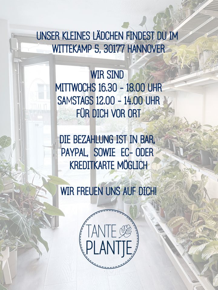 Purpurtute / Syngonium Konfetti Confetti in Hannover