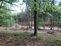 Waldarbeiten/Baumfällung/Holzrücken Pferd/Brennholz Bayern - Pfarrkirchen Vorschau