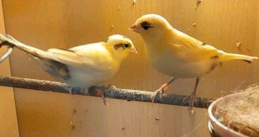 Junge Kanarienvögel von 2024 Kanarien Vogel in Heinsberg