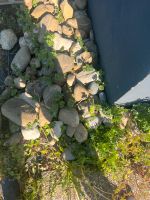 Steine für Hausumrandung Baden-Württemberg - Mengen Vorschau