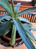 Große Aloe Vera Hessen - Lohra Vorschau