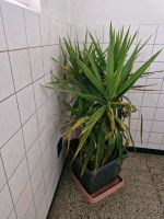 Yucca Palme 1,40 m Bayern - Röttenbach Vorschau