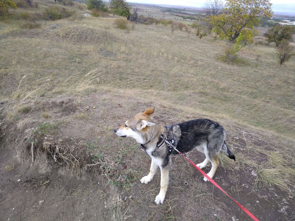 Husky- (Wolfshund)- Schäferhund- Mix - Hündin in Erfurt