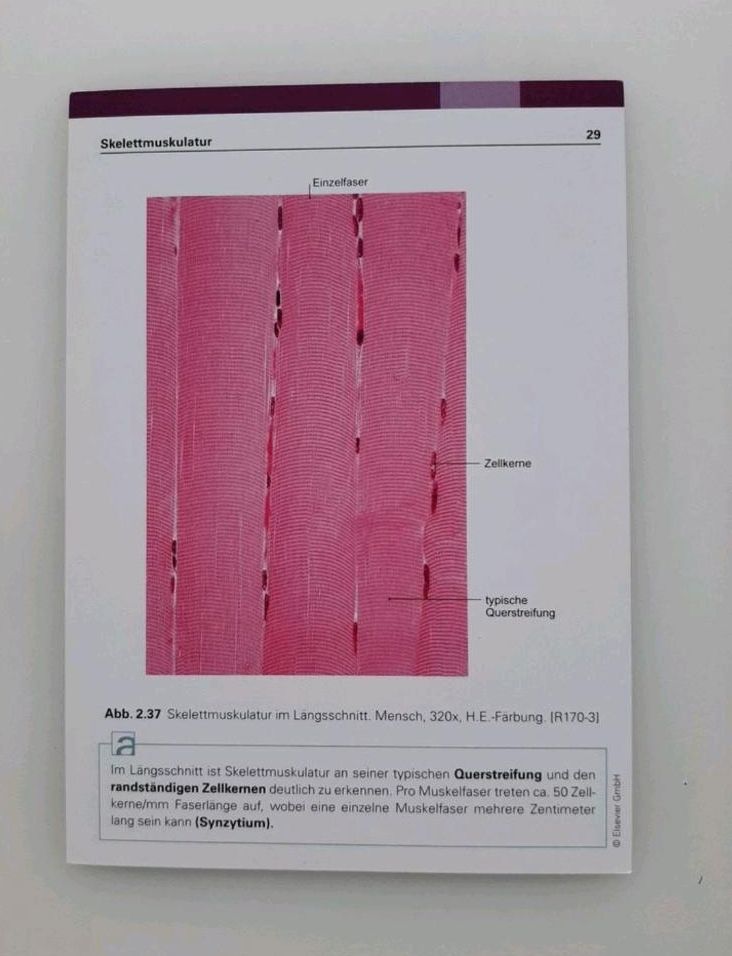 Lernkarten Histologie, Sobotta, 6. Auflage in Dortmund