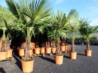 XXLPalme Stammhöhe 40-50 cm winterhart 160-180 cm Trachycarpus Nordrhein-Westfalen - Goch Vorschau