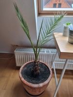 Phoenix Canariensis mit Topf Hannover - Linden-Limmer Vorschau