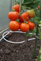 Tomatensamen Sorte 42 Tage - Alte Tomatensorte  10 Samen = 2,50 € Nordrhein-Westfalen - Würselen Vorschau