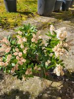 Japanische Lavendelheide pieris Japonica Bayern - Windorf Vorschau