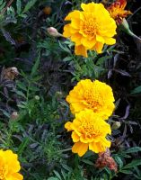 100 Samen Tagetes Studentenblume gelb Berlin - Tempelhof Vorschau