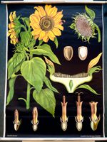 Biologische Wandtafel / Vintage Poster "Sonnenblume" Schleswig-Holstein - Henstedt-Ulzburg Vorschau
