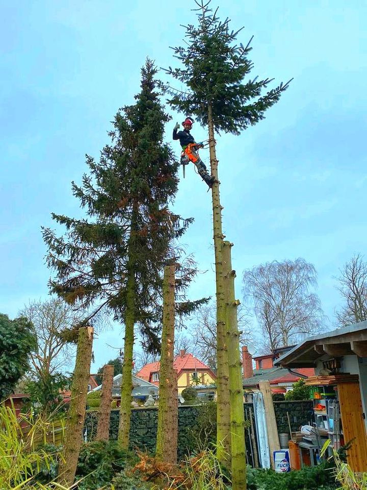 Baumfällung Baumpflege gut & günstig Gartenpflege Heckenschnitt in Elmenhorst/Lichtenhagen