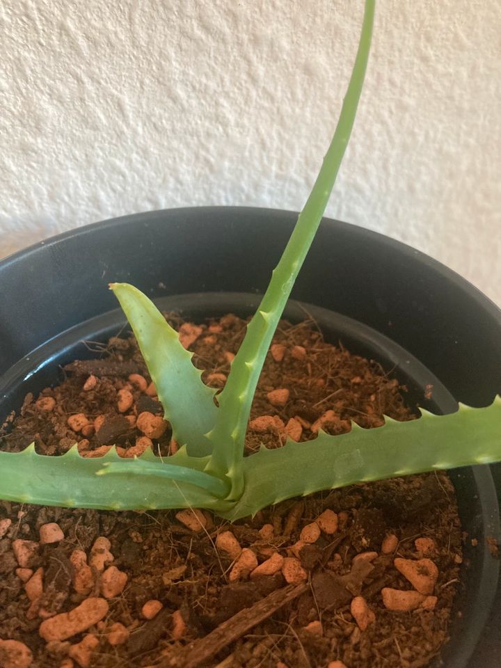 Echte Aloe in Berlin