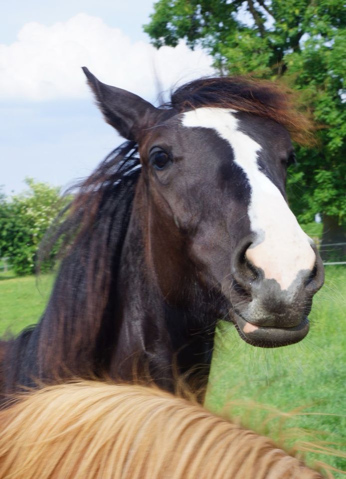 Springpferd Mädchen Pferd Freizeit in Xanten