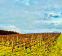 Weinberg zu verpachten Bayern - Oberschwarzach Vorschau