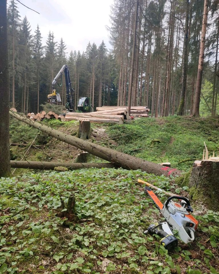 Baumfällung Zufäller Waldarbeiter Forstwirt in Neuenmarkt