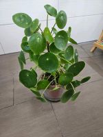 Pilea peperomioides- " Ufopflanze" Baden-Württemberg - Schwäbisch Hall Vorschau