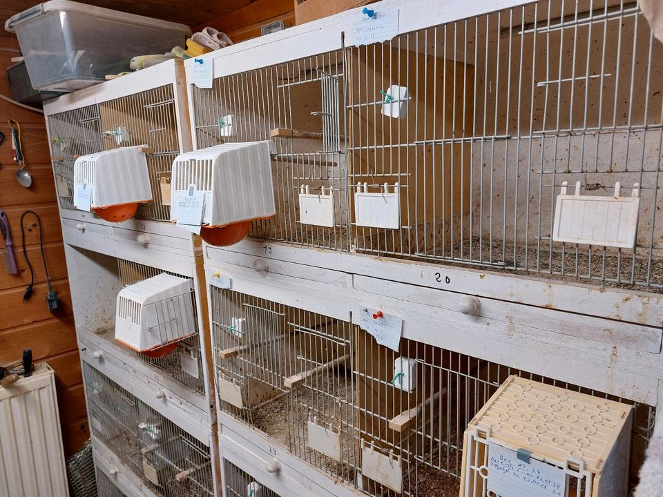 Vogel Zucht Boxen aus Holz zuverkaufen in Emden