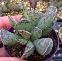 Sukkulente Adromischus cooperi Hessen - Großkrotzenburg Vorschau