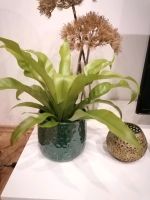 Farn mit Topf, 30cm,Grünpflanze, Zimmerpflanze, schöne Pflanze Bonn - Beuel Vorschau