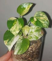 Epipremnum " white sport golden" Efeutute pothos philodendron sci Bayern - Osterhofen Vorschau