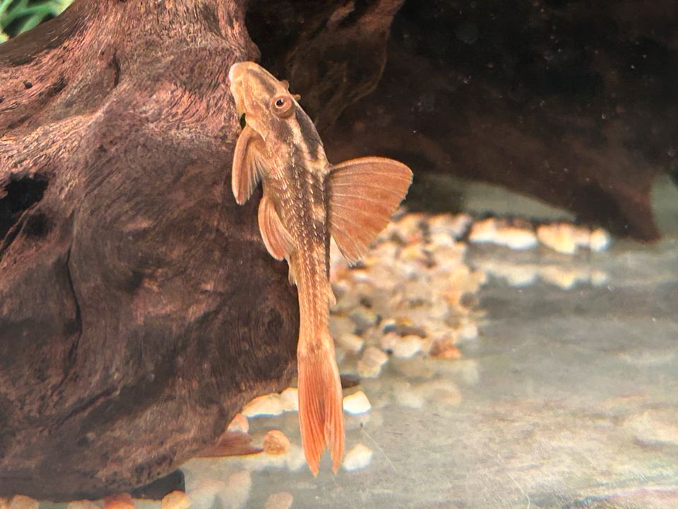 Red Bruno  6-7cm Cochliodon Basilisko Hypostomus in Rangendingen