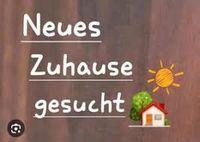 Familie sucht Haus oder große Wohnung Niedersachsen - Rastede Vorschau