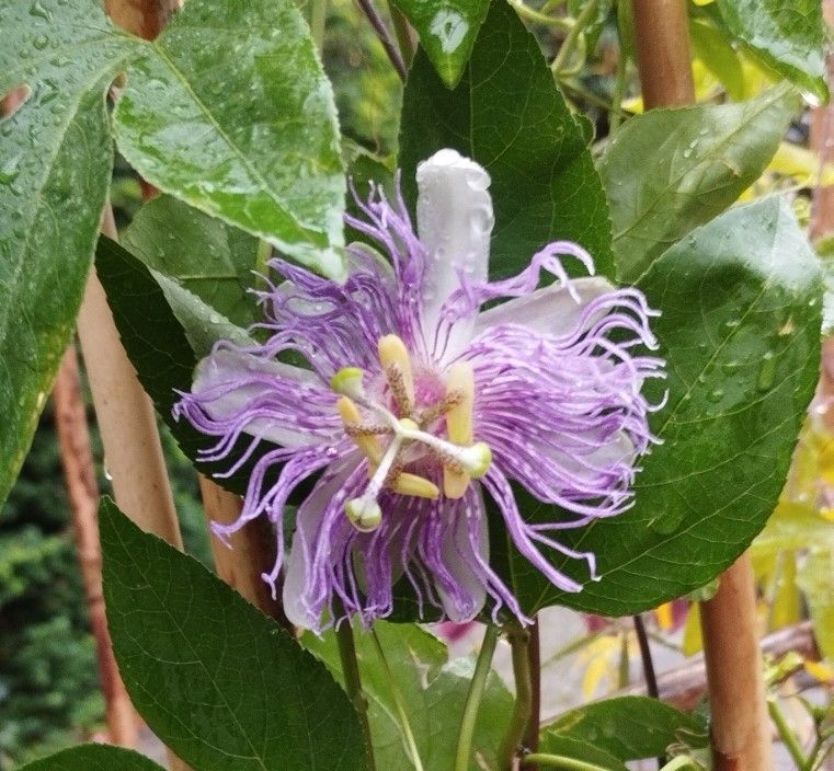 Passiflora Incarnata - Winterhart in Saerbeck