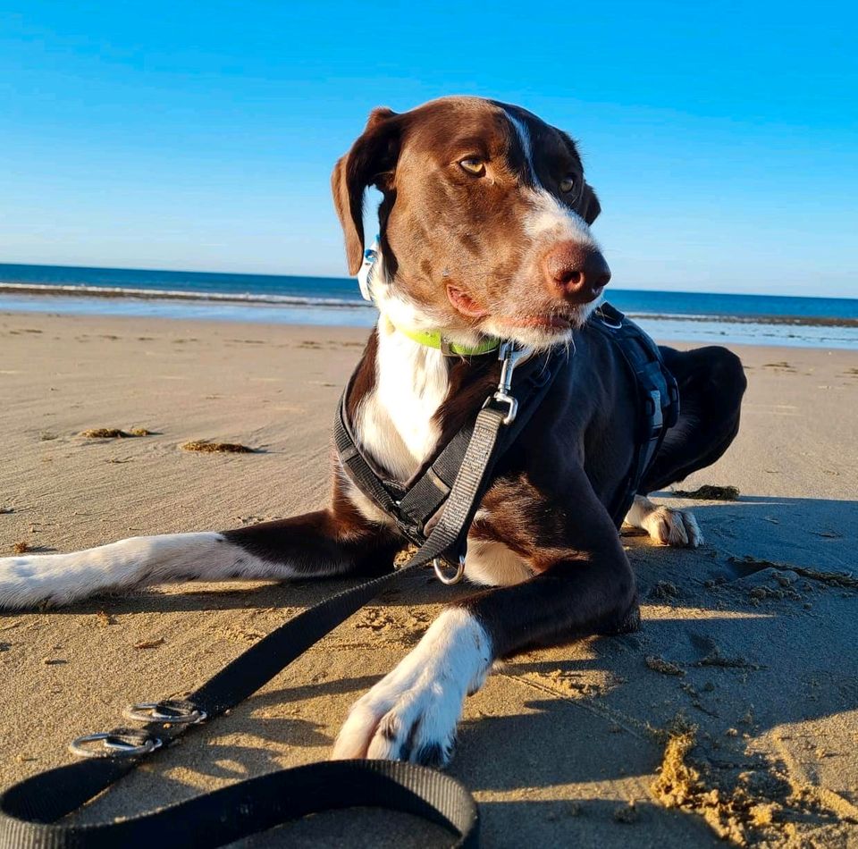 Oreo verliert sein Zuhause in Oppenheim