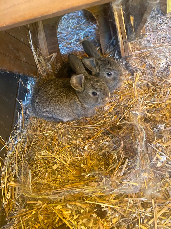 Baby zwergwidder kaninchen in Haselünne
