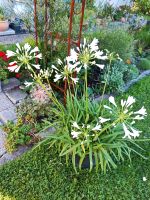 3 x Agapanthus Schmucklilie weiß kleine Art Kübelpflanze Bayern - Raubling Vorschau