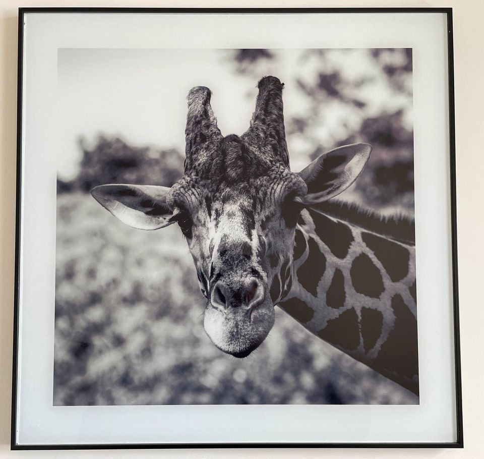 Bilder Schwarz Weiß Giraffe Zebra in Kemnath