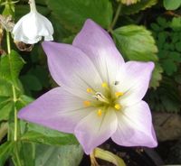 Herbstzeitlose - kräftige Knollen Herbst Krokus - winterhart Sachsen - Wiesa Vorschau