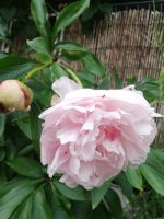 Pfingstrose Schilf Oleander Erdbeeren Waldmeister Bayern - Erding Vorschau