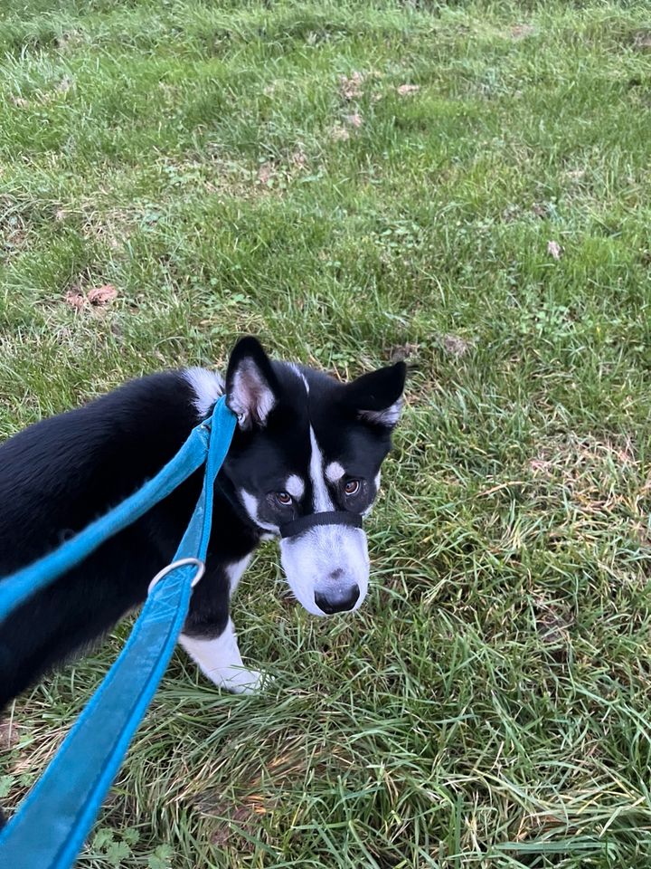 Husky Labrador Mix rüde & Weibchen Geschwister in Perl