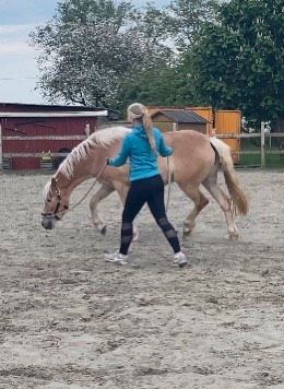 Horsemanship, Bodenarbeit, Vertrauensarbeit, Kommunikation in Meldorf