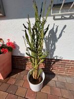 1 Kaktus mit Übertopf Rheinland-Pfalz - Essenheim Vorschau