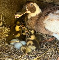 Eier von Rehbraun/Weiß gescheckten Laufenten…Einzigartige… Sachsen - Rochlitz Vorschau