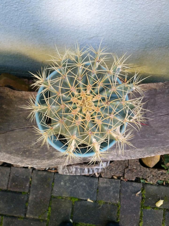 Kaktus Ferocactus glaucescens mit Topf in Borna