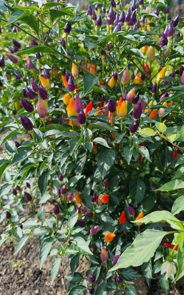 Chili Pflanze Bolivian Rainbow in Haldensleben