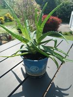 dekorative und pflegeleichte Aloe vera Pflanze Baden-Württemberg - Überlingen Vorschau
