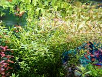 Rotala Rotundifolia Orange Juise Bayern - Schöllkrippen Vorschau