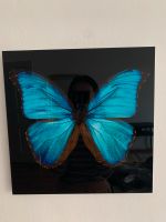Lumas Butterfly III Pankow - Prenzlauer Berg Vorschau