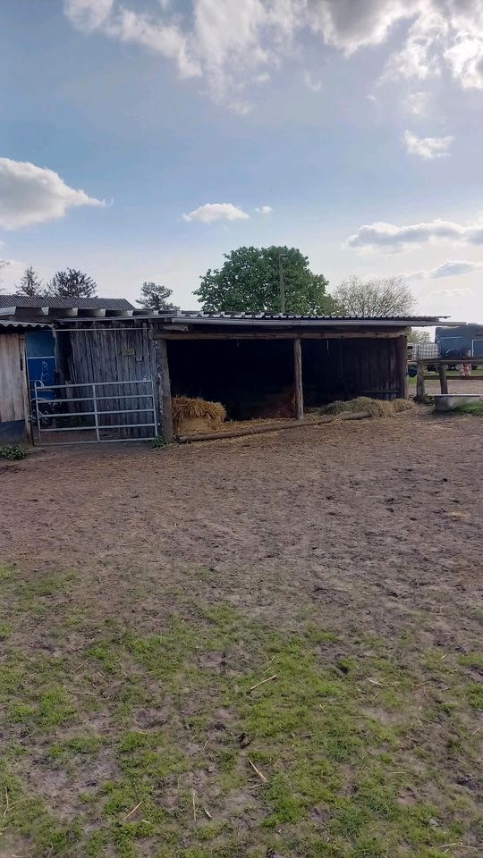 Paddockbox  und Weideplätze in Wedemark